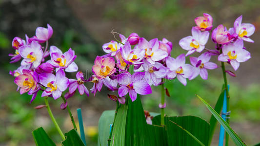 紫兰花