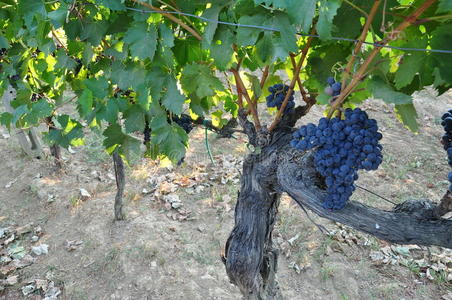 在意大利托斯卡纳种植葡萄酿酒