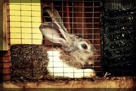 兔子和笼子