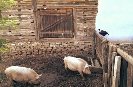 猪的猪圈外面图片