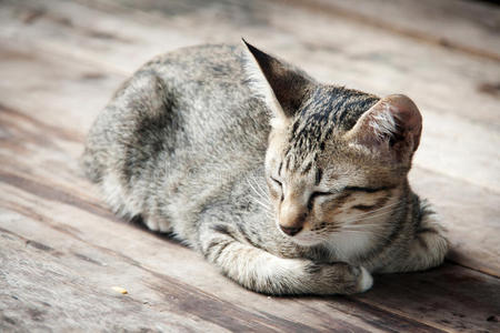 靠近地板上睡着的流浪猫