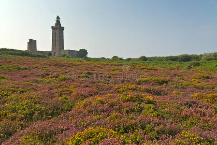 五彩缤纷的紫色和黄色花朵，背景是灯塔。弗雷赫尔角。布列塔尼。