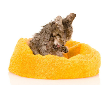 猫洗澡过程洗澡后的可爱的湿漉漉的小猫.白色隔离照片