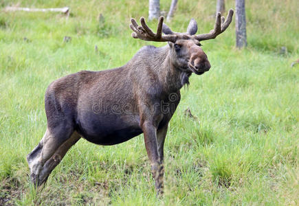 驼鹿 狩猎 阿拉斯加 欧洲 鹿角 权力 生态学 毛皮 眼睛