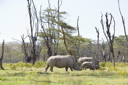 肯尼亚犀牛家族