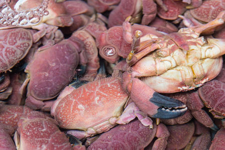 螃蟹角蟹摄影图