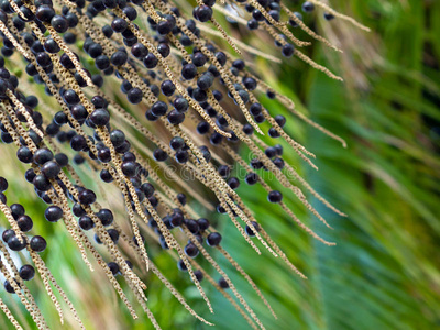 巴西莓树巴西莓照片
