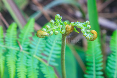 蕨类植物叶水滴特写