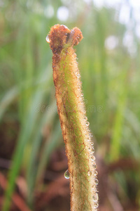 蕨类植物叶水滴特写