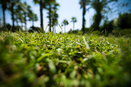 模糊的棕榈树背景上的绿草