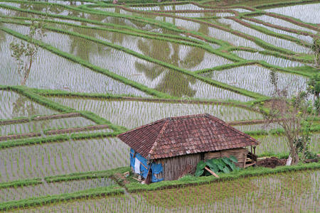 风景 农业 稻田 旅行 网站 大米 自然 亚洲 农场 巴厘岛