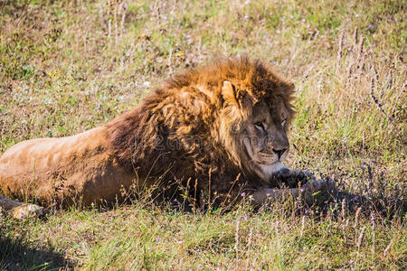 狮子对大自然的骄傲