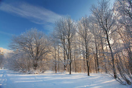 寒冬森林景观雪冷杉