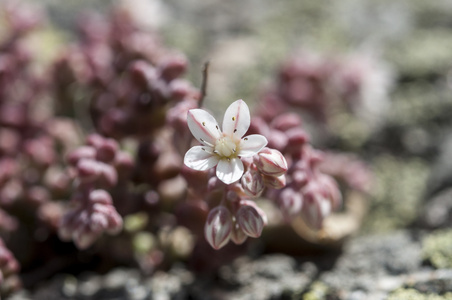 景天，景天 brevifolium