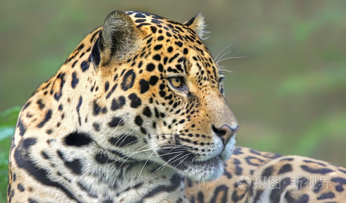 近距离观看美洲虎 潘切拉翁卡 照片 正版商用图片1i6jmp 摄图新视界