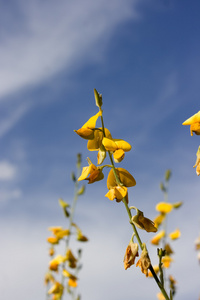 油菜籽或菜籽油