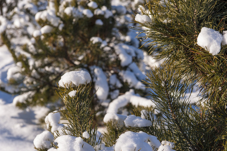 冬天寒冷的雪阳光绿色树