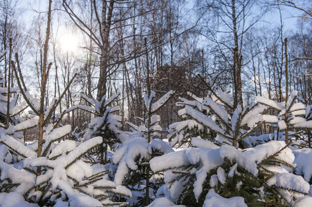 冬天寒冷的雪阳光绿色树