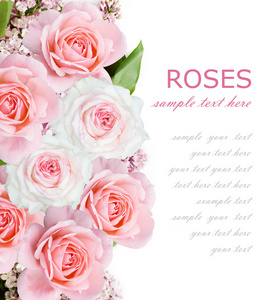 郁金香 丁香 玫瑰鲜花背景上带有示例文本的白色孤立