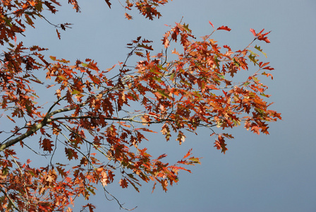 树在秋天的颜色