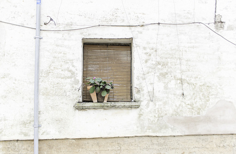 与植物的窗口图片