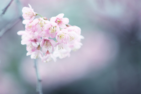 樱花盛开，粉色樱花花