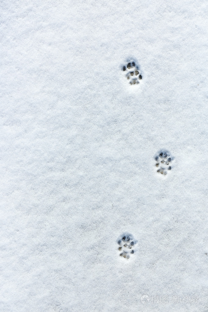 小猫的脚印 下雪图片