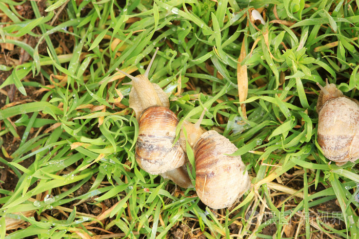 在草地上的三个蜗牛