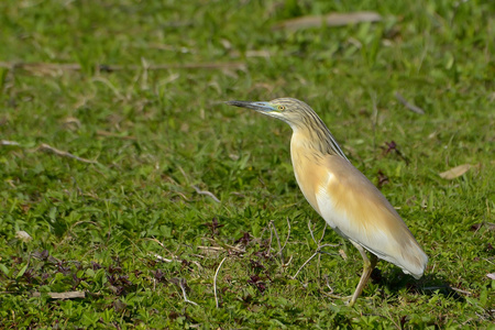 金鹭Ardeola Ralloides