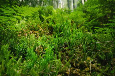 茂密的绿色森林