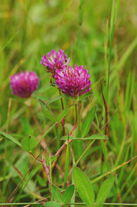 粉红色 clower 花