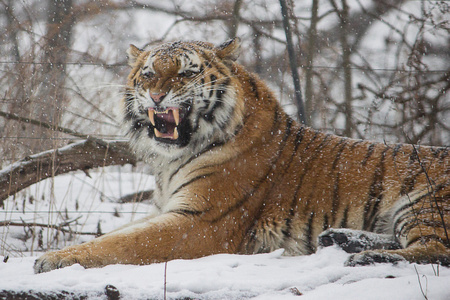 暴雪的猫