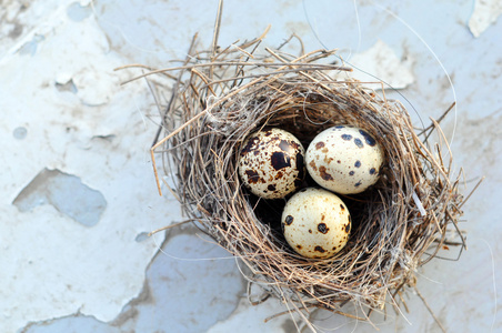 三个鸡蛋在鸟巢