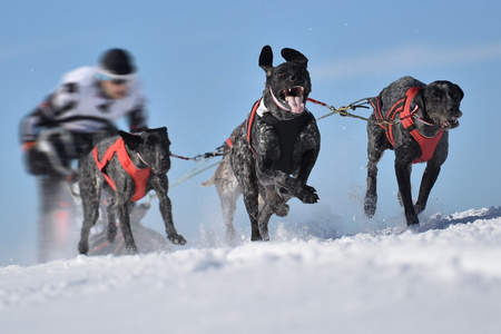 Musher 躲在雪橇狗拉雪橇比赛在后面