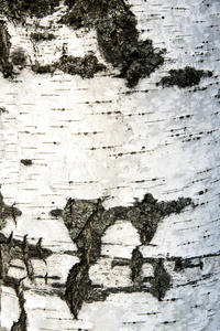 白桦树皮纹理背景纸