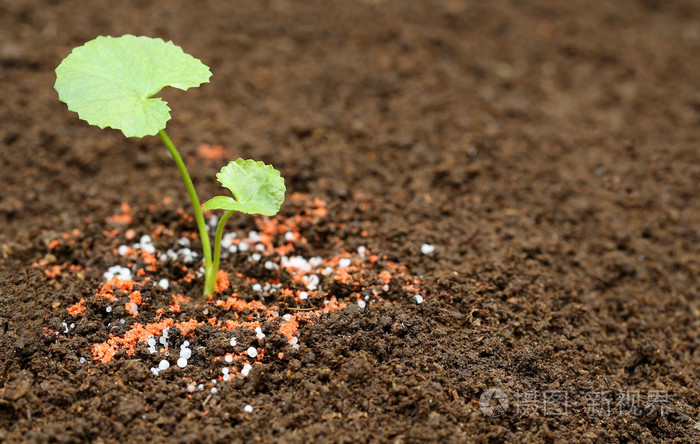 thankuni药用植物地上