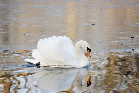 在秋天的池塘里一只白色天鹅游