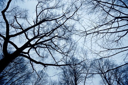 冬日的天空背景上的树枝
