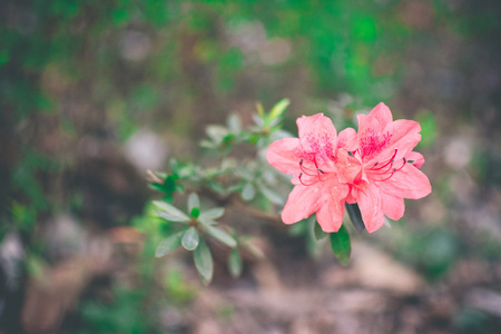 盛开的杜鹃花杜鹃花