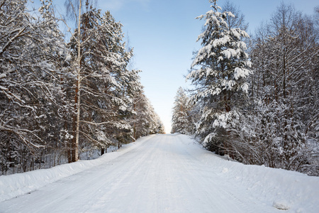 在白雪皑皑的森林里冬天路