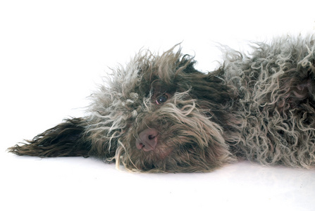 小狗 Lagotto Romagnolo