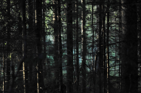 背景从黑暗的森林