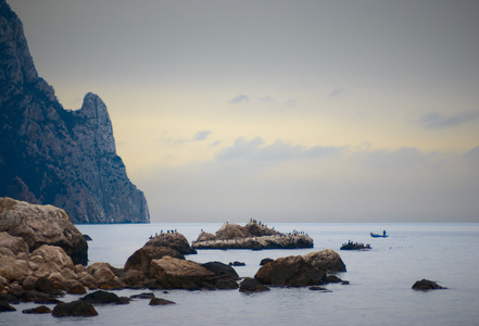 海洋景观与鸟