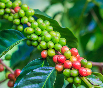 咖啡豆阿拉比卡咖啡树上图片