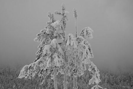 雪域森林