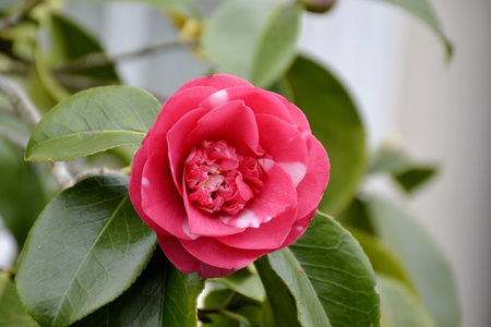 粉色山茶花花