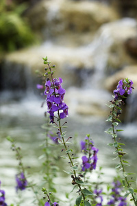 紫丹参鲜花