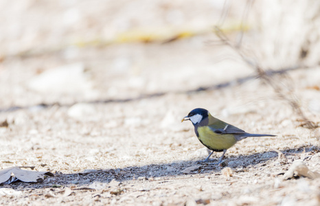 Parus 主要，绿青鳕常见