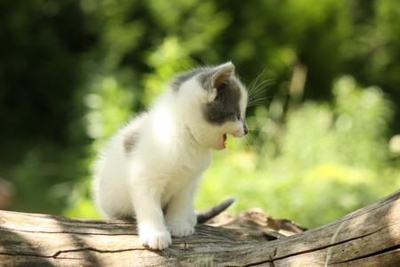 灰色的小猫可爱喵喵，搁在树桩上