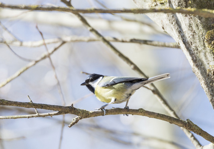 Parus 主要，绿青鳕常见